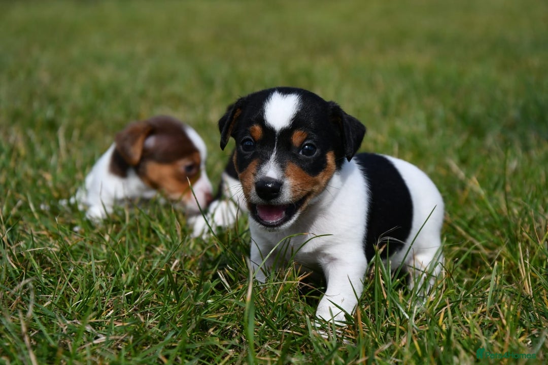 Jack Russell dogs for sale: Jack Russel puppies for sale  - Image 8