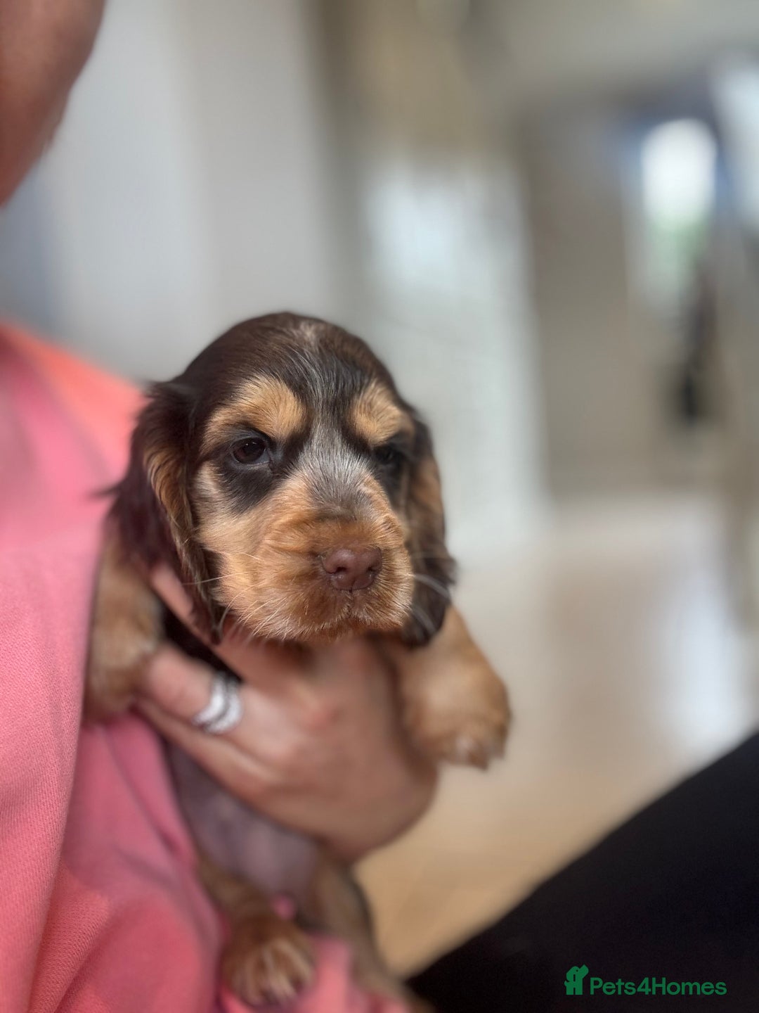 Cocker Spaniel dogs for sale: Gorgeous KC Show cocker spaniels  - Image 11