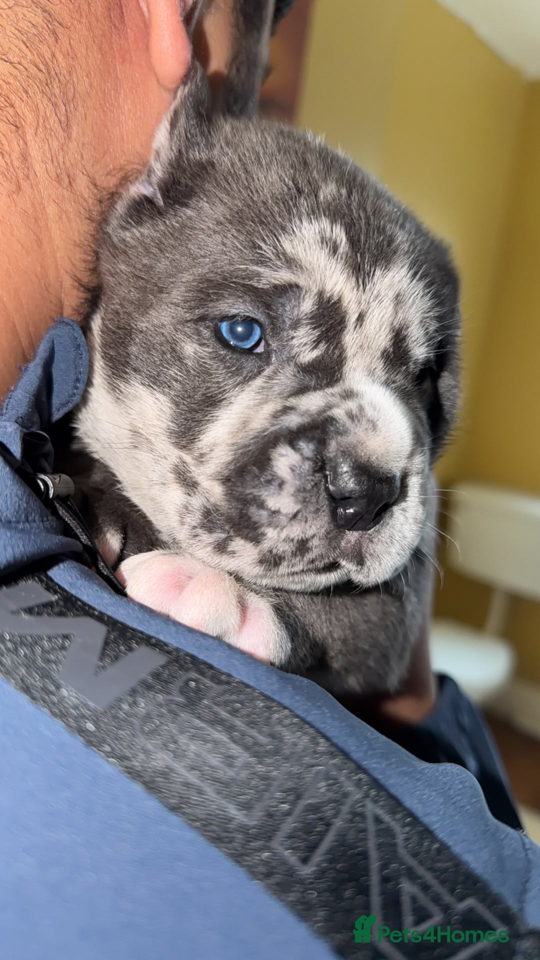 Cane Corso dogs for sale: Champion Bloodline Cane Corso Pups - Advert 14