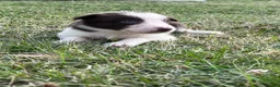 Border Collie dogs for sale: Border Collie Puppies Merles & Red and Whites - Advert 19