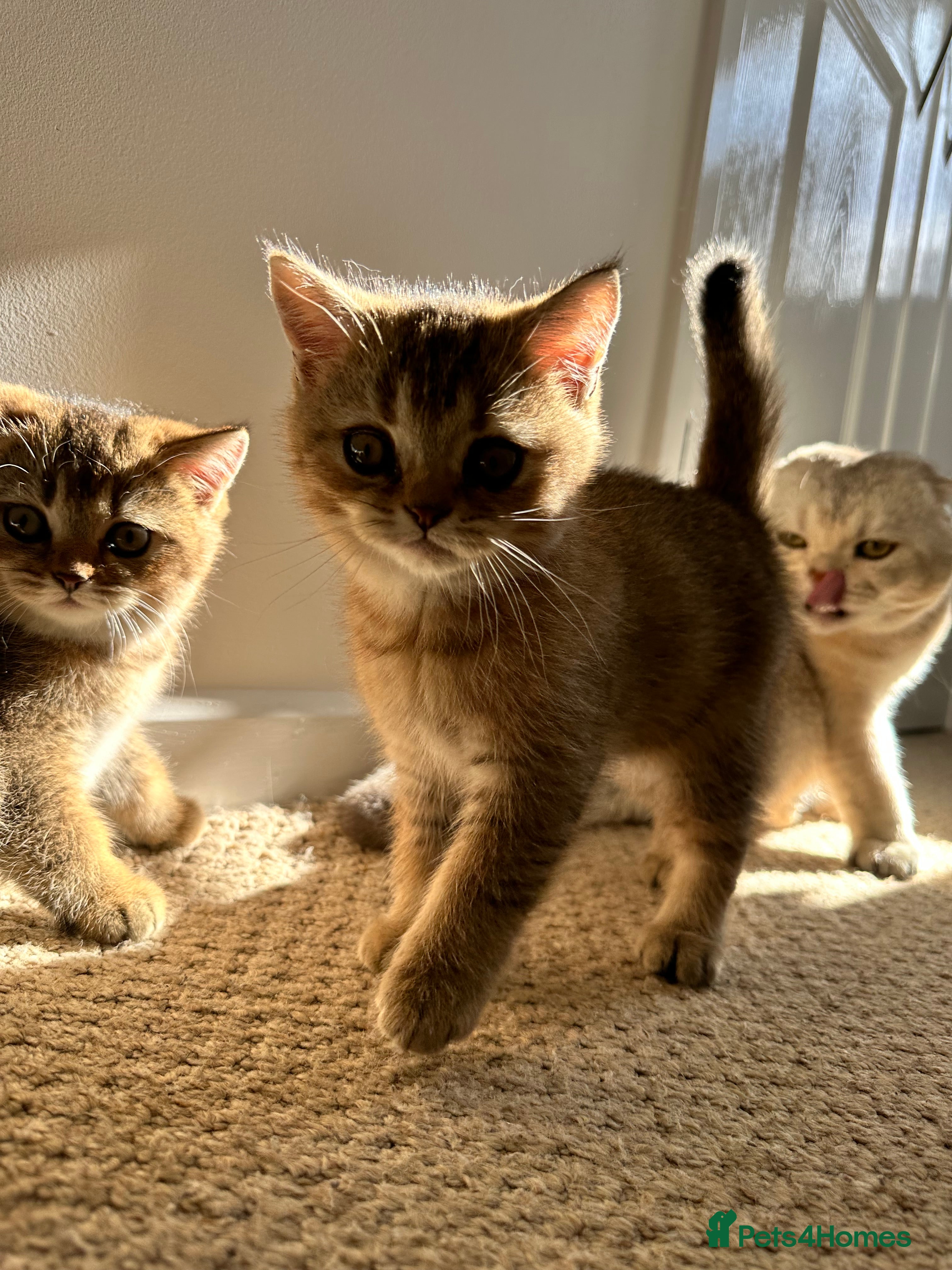 Scottish Fold Kitten 1