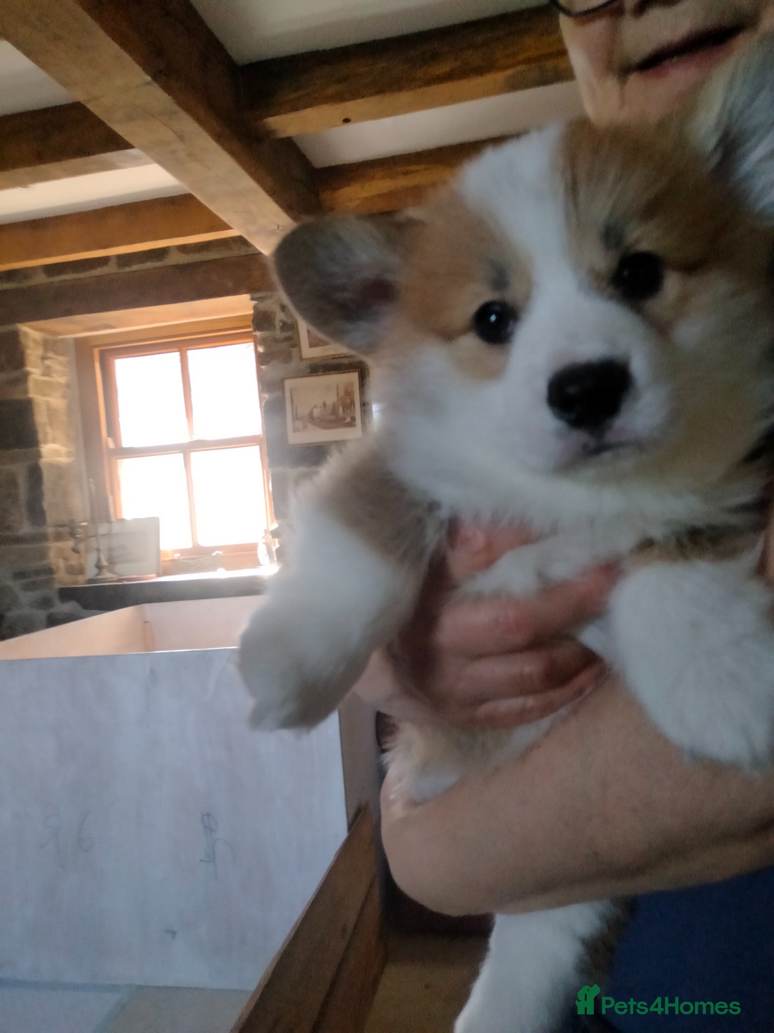 Welsh Corgi Pembroke Puppy 1