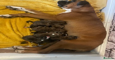 Boxer dogs - Advert 3