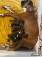 Boxer dogs - Advert 3