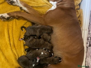 Boxer dogs ASTONISHING KC REGISTERED BOXER PUPPIES! - Advert 6