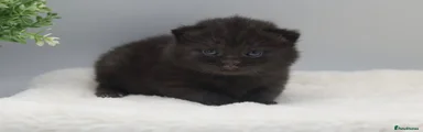 British Shorthair Black 