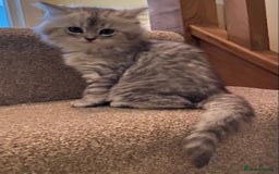 Mixed Breed cats for sale: Beautiful fluffy kittens  - Image 4