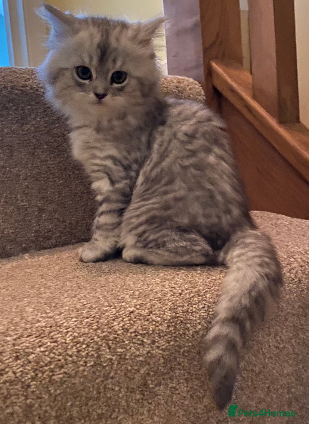 Mixed Breed cats for sale: Beautiful fluffy kittens  - Image 4