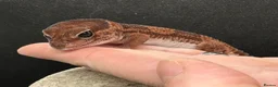 Gecko reptiles for sale: Oreo  female african fat tail - Advert 6