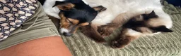 Jack Russell dogs for stud: Tri Coloured Jack Russell  - Advert 7
