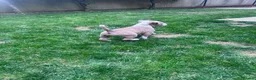 American Bully dogs for sale: American Bully Pocket Female – My First Pick 🐾 - Advert 12