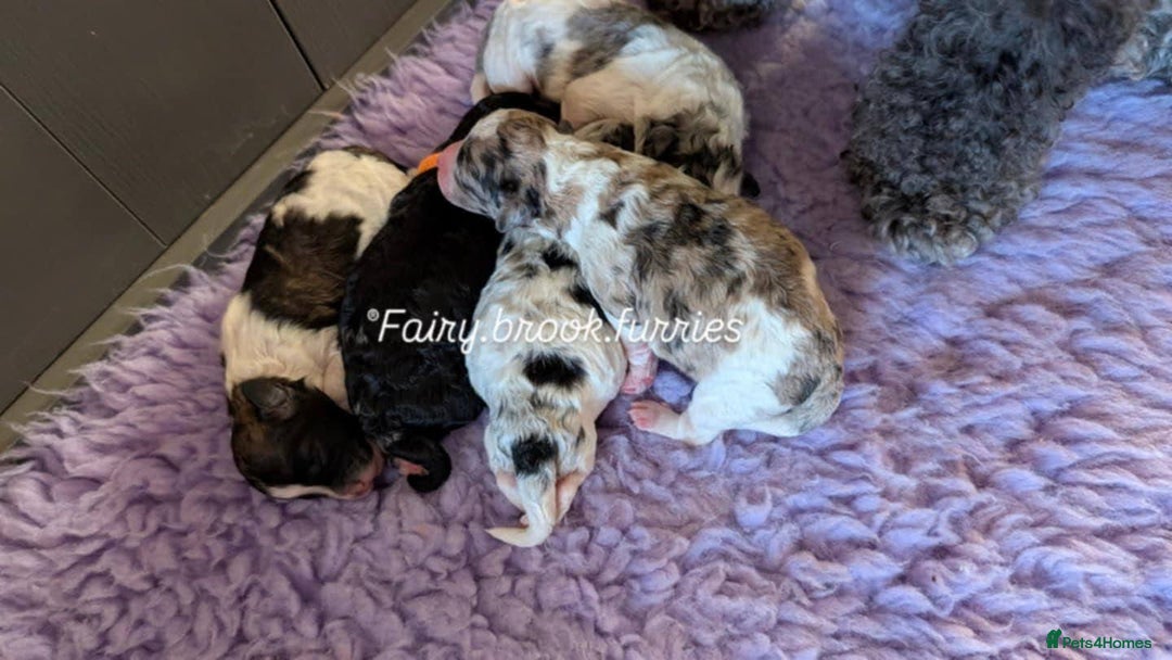 Poochon dogs for sale: Poochon pups stunning Rare colours - Image 29