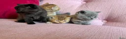 British Shorthair cats for sale: Gorgeous friendly GCCF BSH Kittens - Advert 8