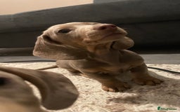Miniature Dachshund dogs for sale: KCRegistered Miniature SmoothHaired Dachshund Boys - Image 16