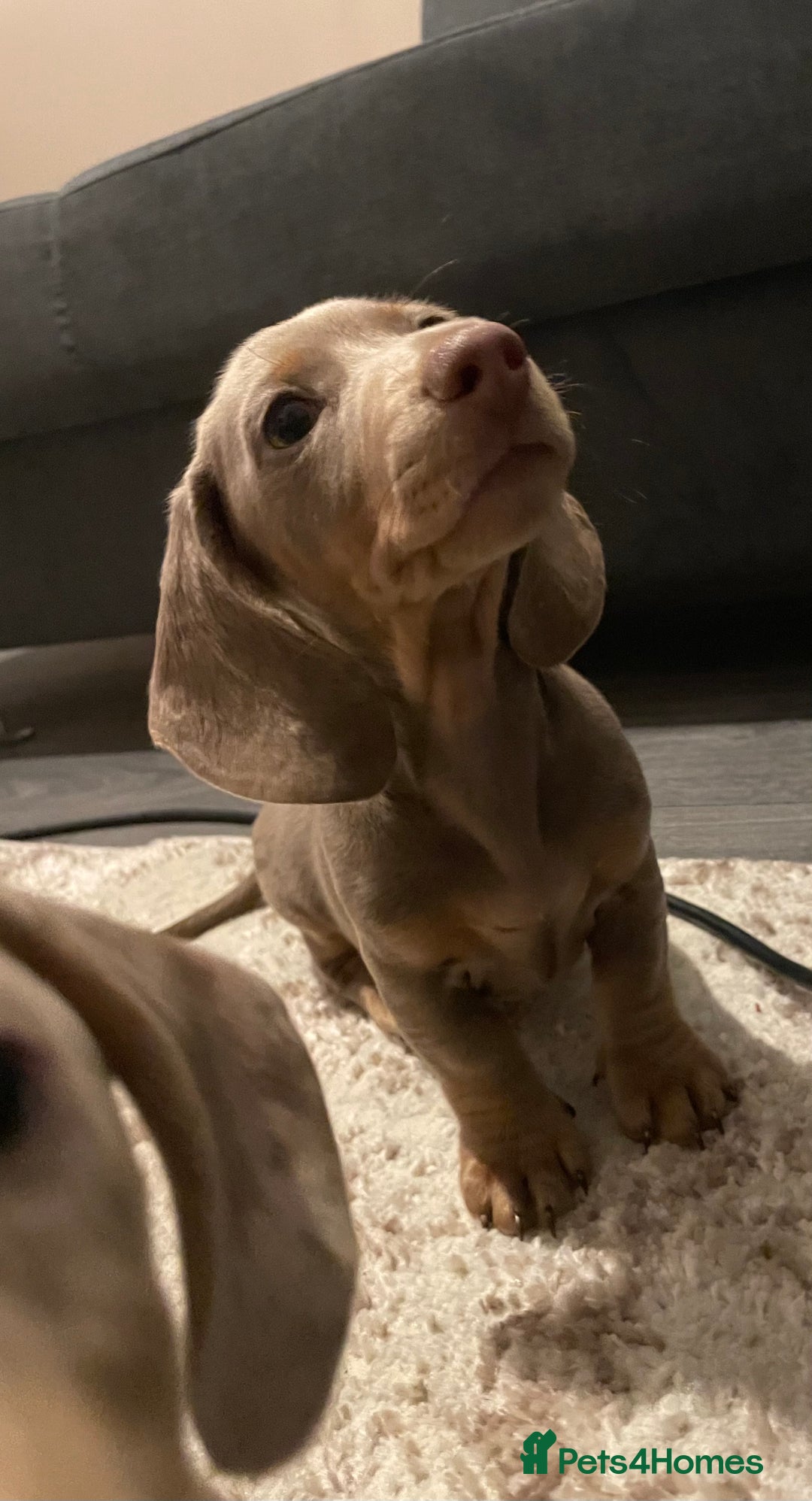 Miniature Dachshund dogs for sale: KCRegistered Miniature SmoothHaired Dachshund Boys - Image 16