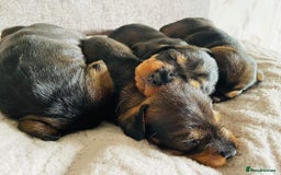 Dachshund dogs for stud: KC Registered Wirehaired Dachshund for Stud in Stoke-on-Trent - Image 20