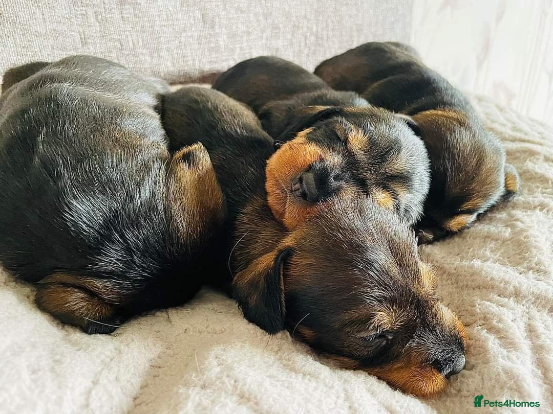 Dachshund dogs for stud: KC Registered Wirehaired Dachshund for Stud in Stoke-on-Trent - Image 20