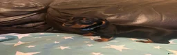 Dachshund dogs for sale: Black tan Dachshunds  - Advert 17
