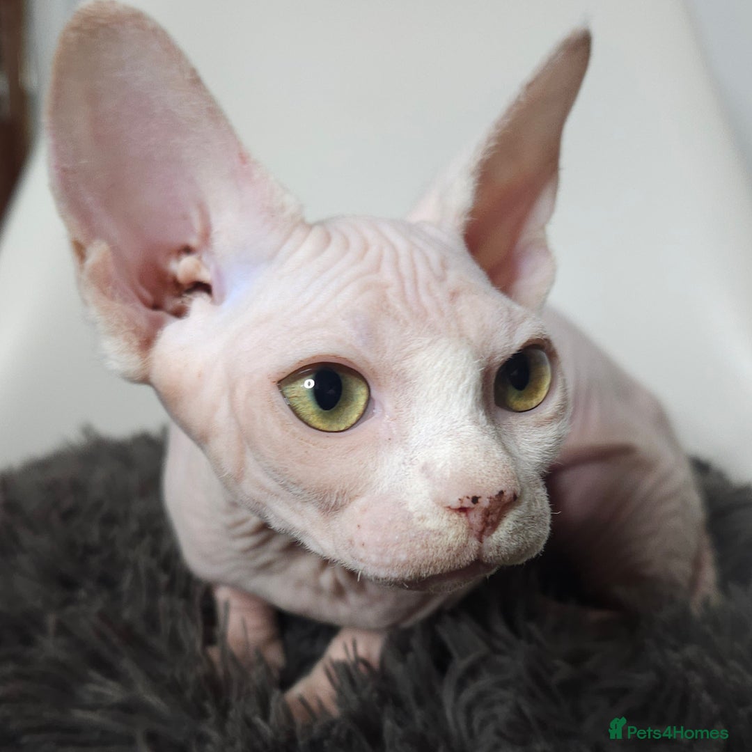 Sphynx cats for sale: Pedigree Sphynx kittens. Ready to go. - Advert 6