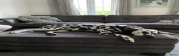 Dalmatian dogs for sale: 3 Yr old Female Dalmatian - Advert 5