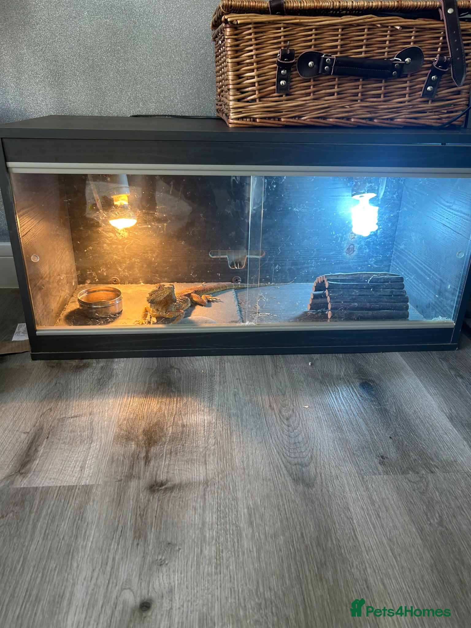 Bearded Dragon reptiles for sale: Bearded Dragon For sale. in Pembroke - Advert 2