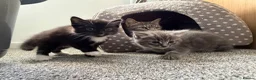 British Shorthair cats for sale: 2 beautiful kittens - Advert 13