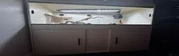 Bearded Dragon reptiles for sale: Zog the bearded dragon  in Leamington Spa - Advert 2