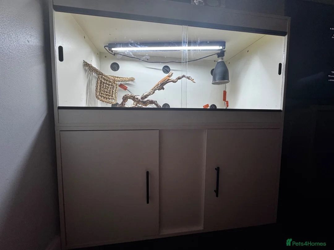 Bearded Dragon reptiles for sale: Zog the bearded dragon  in Leamington Spa - Advert 2