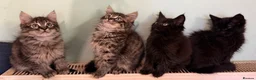 Maine Coon cats for sale: Maine Coon Absolutely  beautiful Kittens for Sale  - Advert 8