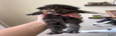 One sock 