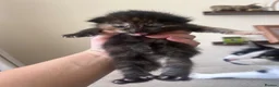 Mixed Breed cats for sale: 1/4 Maine Coon Kittens - read description please! - Advert 4