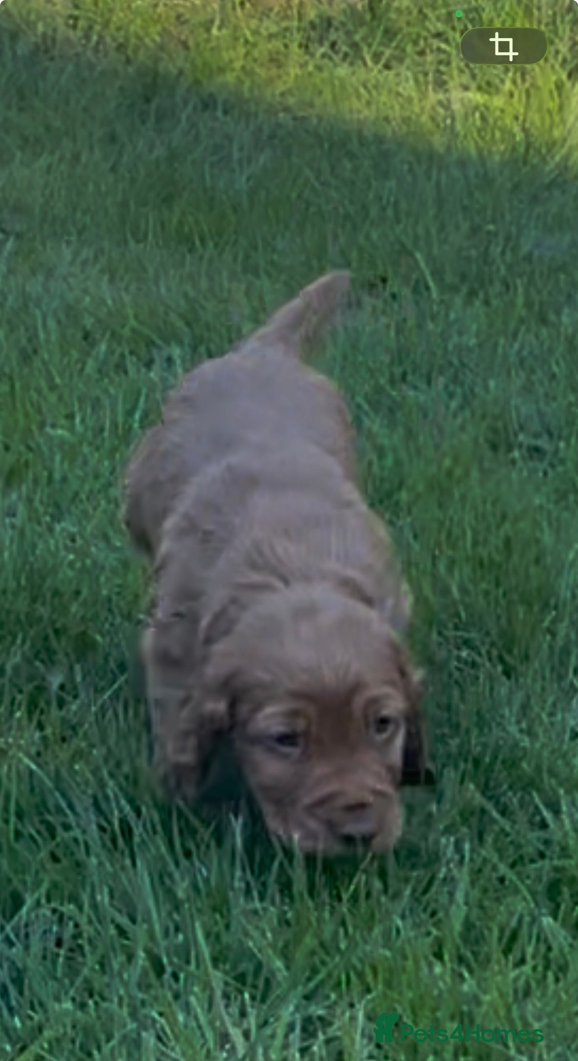 Cocker Spaniel dogs Working cocker spaniel puppies - Advert 18