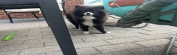 Pomeranian dogs for sale: Amazing puppy for rehomeing - Advert 4