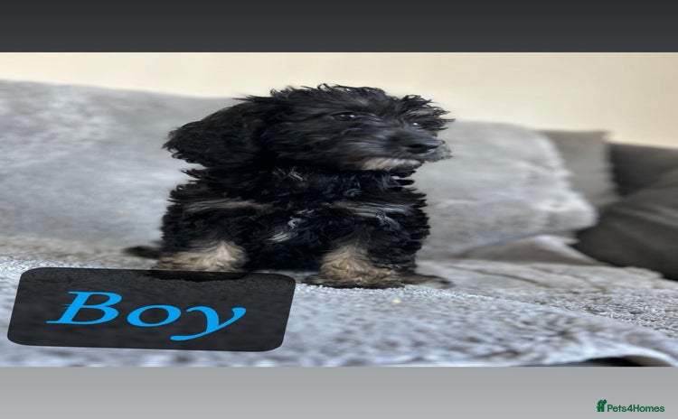 Cockapoo dogs - Advert 1