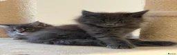 Maine Coon cats for sale: Beautiful TICA Registered Maine Coon Kittens Avail - Advert 13