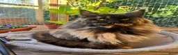 Maine Coon cats for sale: Maine coon female retired  - Advert 3