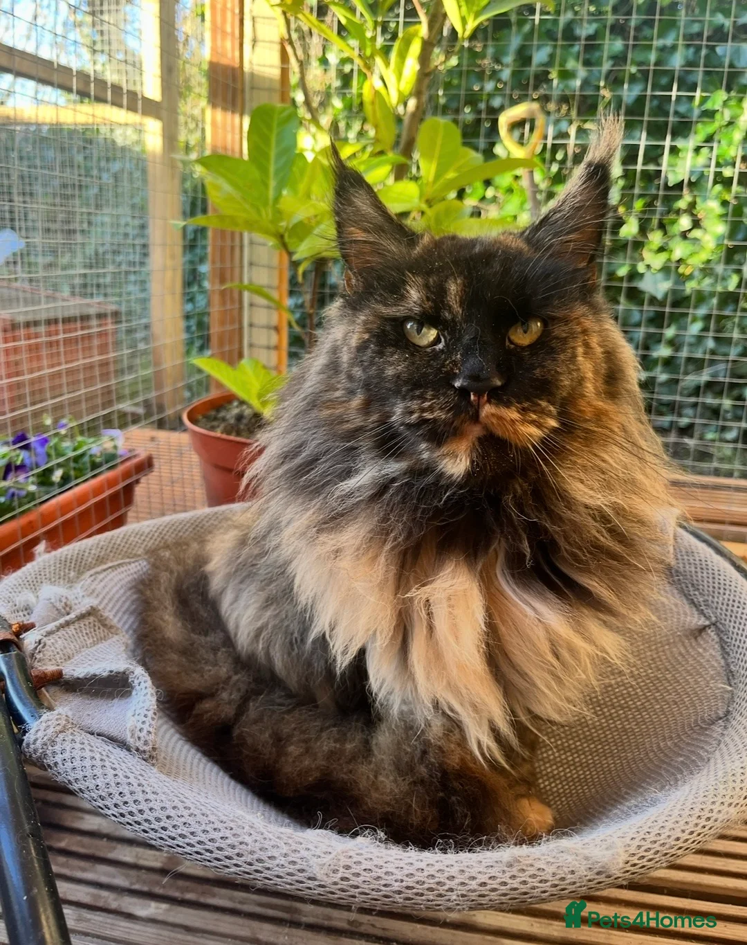 Maine Coon cats for sale: Maine coon female retired  - Advert 3