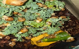 Snails invertebrates for sale: Albino Jadatzi Giant African Land Snails - Image 2