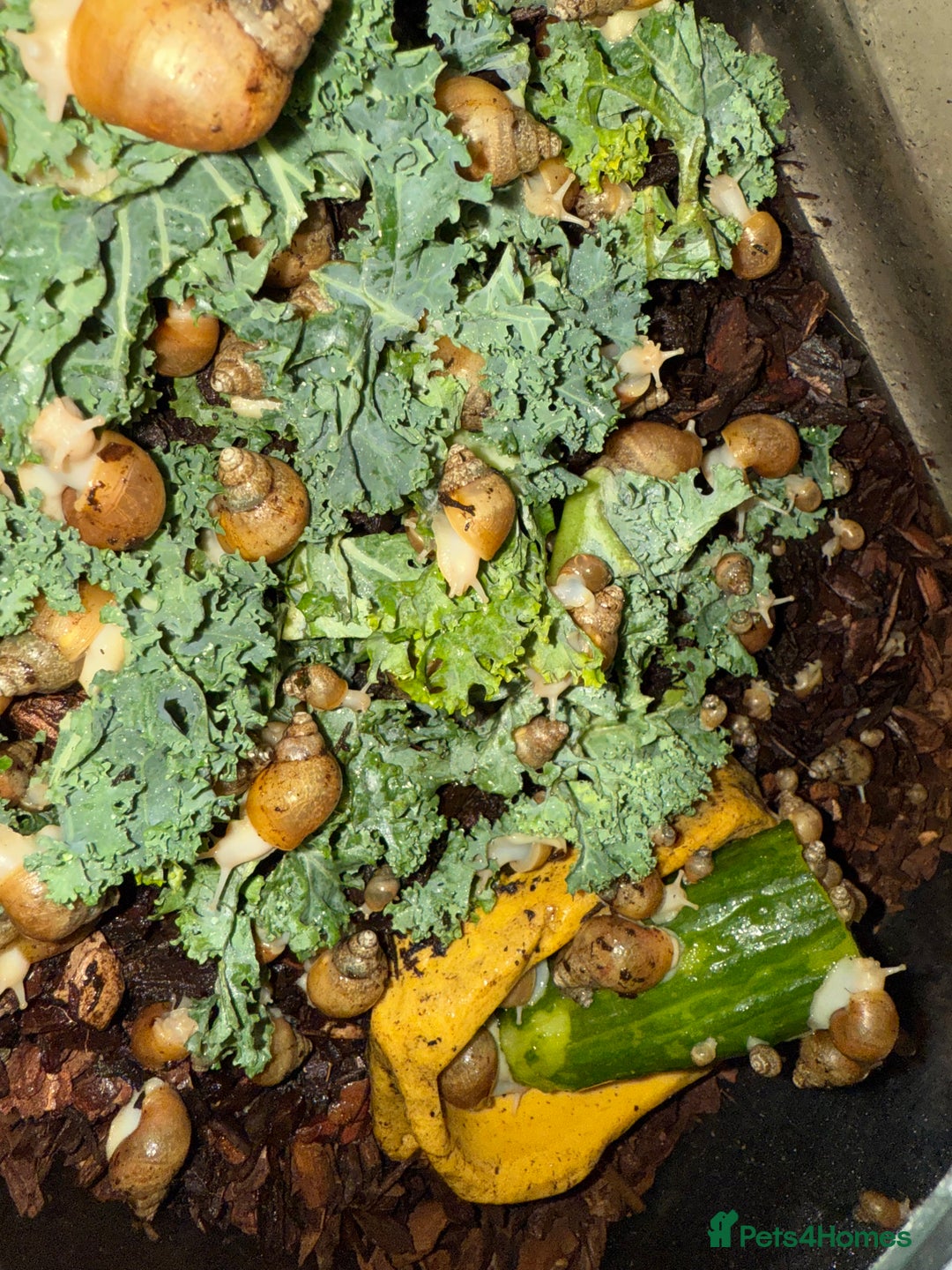 Snails invertebrates for sale: Albino Jadatzi Giant African Land Snails - Image 2