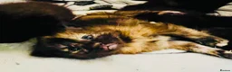 Ragdoll cats for sale: Adorable Teddy Bear Mink Ragdoll x BSH kittens  - Advert 6