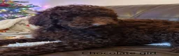 Labradoodle dogs for stud: Hypoallergenic Labradoodle STUD Proven Vet Checked - Advert 21