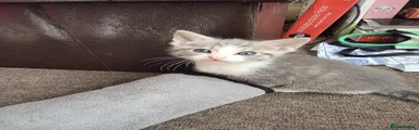 Turkish Angora Kitten 2