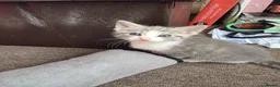 Turkish Angora cats for sale: Whithe Turkish Angora - Advert 4
