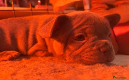 French Bulldog dogs for sale: **READY NOW**French bulldog puppies READY NOW - Image 13