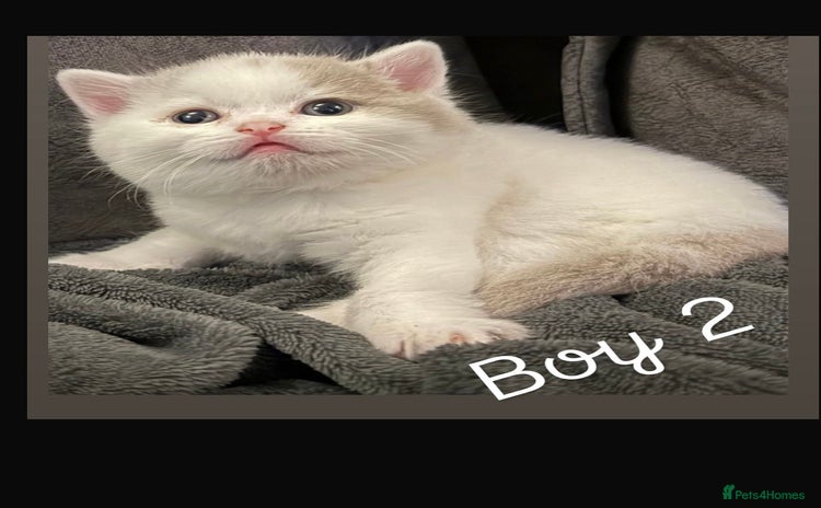 British Shorthair cats Stunning GCCF Registered BSH babies available  - Advert 3