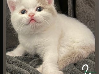 British Shorthair cats Stunning GCCF Registered BSH babies available - Advert 4