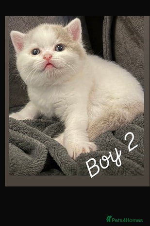 British Shorthair cats Stunning GCCF Registered BSH babies available - Advert 3