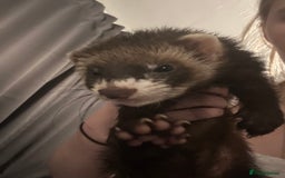 Rat rodents for sale: ferret  - Image 2