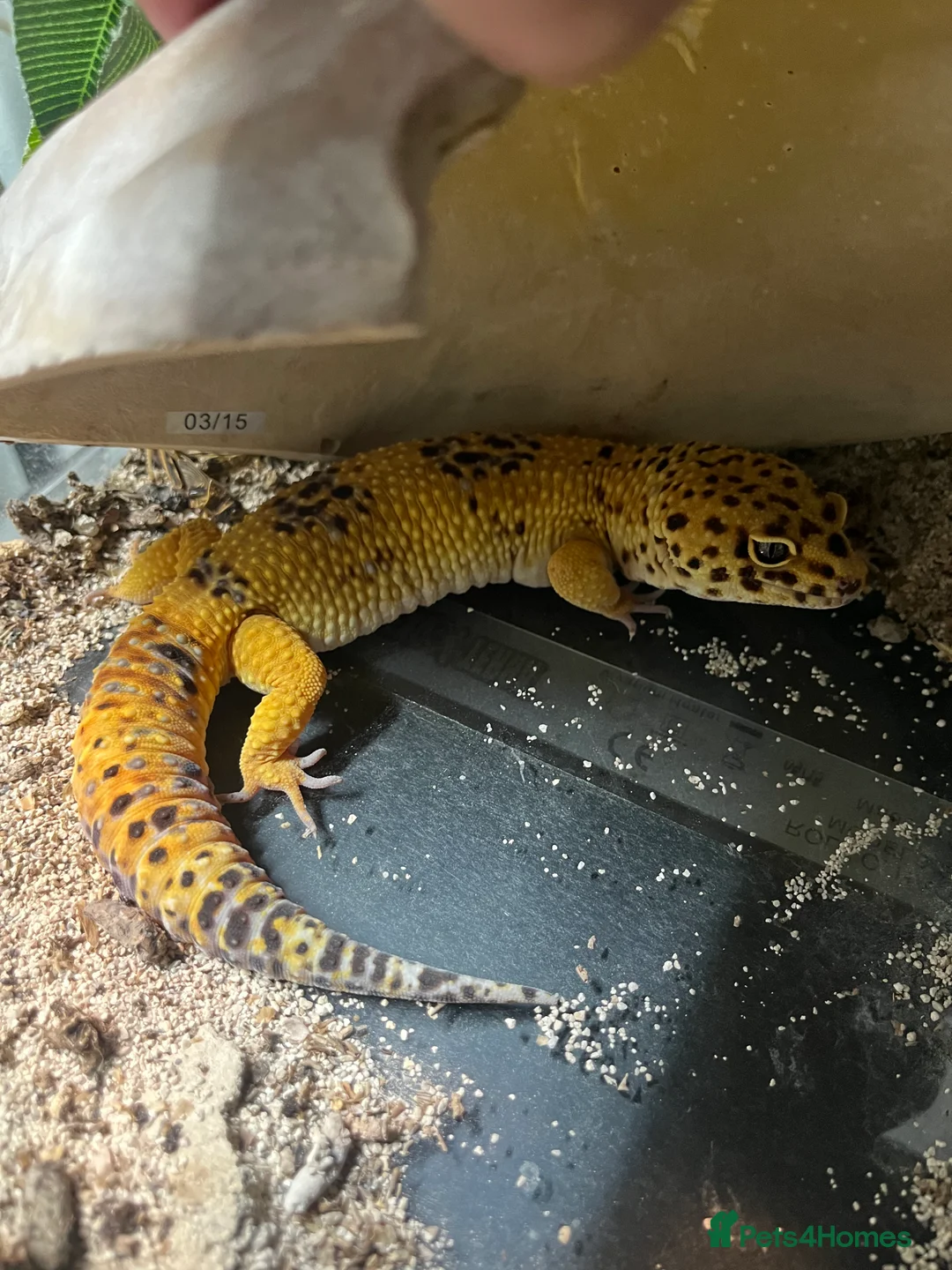 Leopard Gecko reptiles for sale: Male Leopard Gecko - Hypo Orange morph - Advert 2