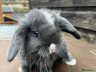 Mini Lop rabbits Gorgeous mini lops stunning colours - Advert 19